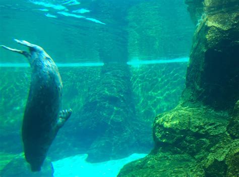 Pacific Harbor Seal Exhibit Zoochat