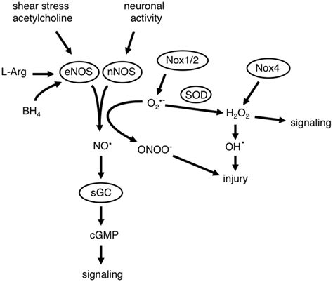 Interactions Between Nitric Oxide No And Reactive Oxygen Species