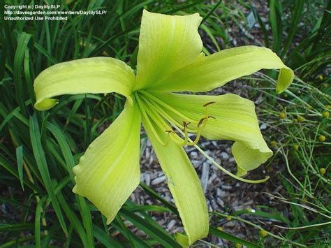 Plantfiles Pictures Daylily Easy Ned Hemerocallis By Pepsie