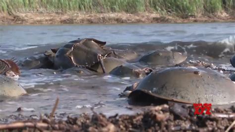 Conflict over horseshoe crab blood harvesting (Video) - Social News XYZ