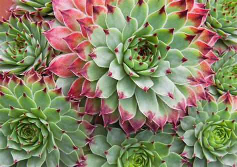 types  rosette succulents   animals