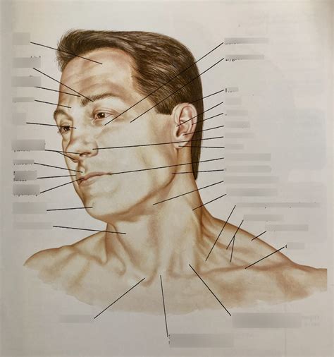 Topographic Anatomy Of Head And Neck Diagram Quizlet