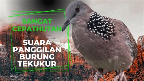 Suara Panggilan Burung Tekukur Ini Sangat Cepat Di Respon Burung Hutan