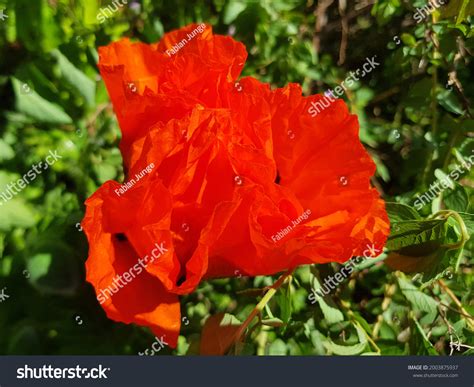 Mohn Images Stock Photos Vectors Shutterstock