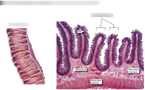 Digestive System Plicae Circulares Diagram Quizlet