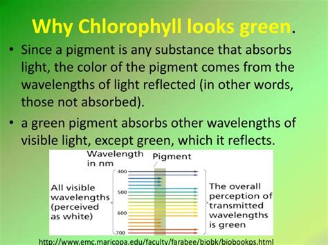 Ppt Chapter 6 Photosynthesis Powerpoint Presentation Id2276407