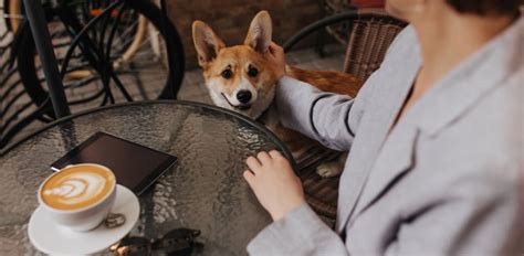 Top 8 Dog Friendly Restaurants in Seattle