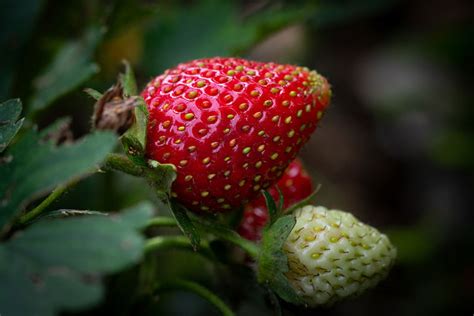 Ini Manfaat Buah Strawberry Untuk Kesehatan Tubuh Velocity Herbal