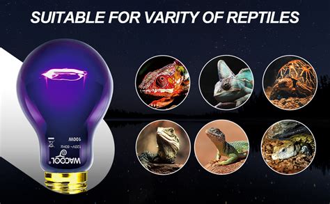 Amazon Wacool Pack Reptile Night Heat Lamp W Night Heat Lamp