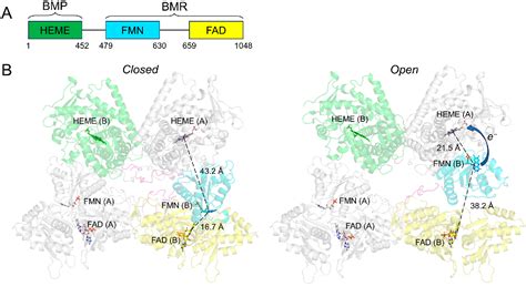 Figure 2 From The Versatile Biocatalyst Of Cytochrome P450 CYP102A1