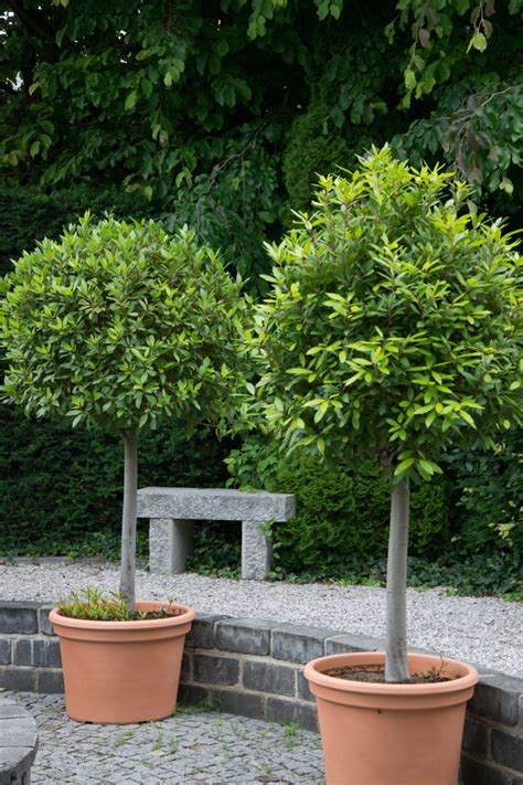 Garten Navi Echter Lorbeer Laurus Nobilis