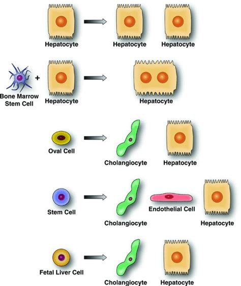 Possible Sources Of Cells In The Liver A Variety Of Cell Types Can Be