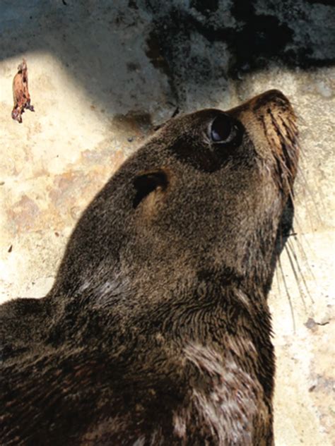 Un Lobo Marino De Las Galápagos Apareció En Las Costas De México Infobae