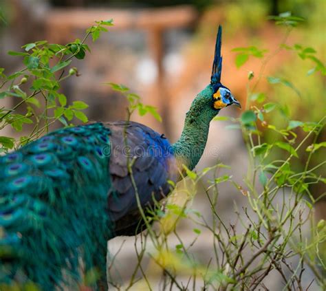 Green Peafowl Pavo Muticus Stock Photo Image Of Jungle 142373680