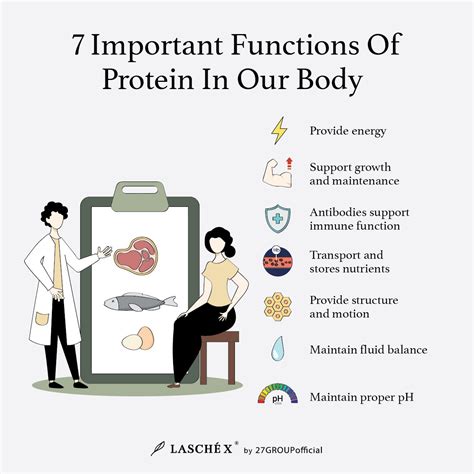 Why Do We Need Protein The Importance Of Protein In Diet 27group