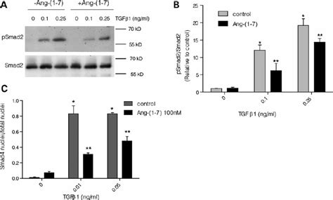 Ang 1 7 Decrease Tgf B Mediated Signalling In Fibroblasts Derived