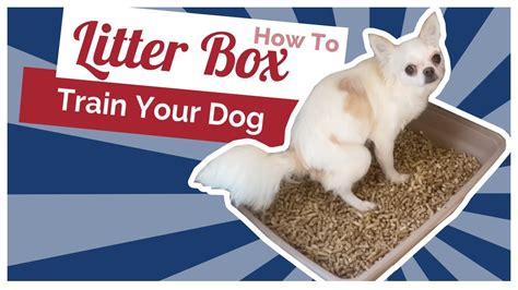 How To Train My Dog To Use A Litter Box