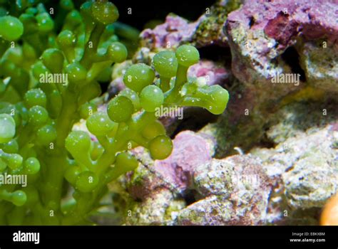 Grape Caulerpa Algae Caulerpa Racemosa Close Up View Stock Photo Alamy