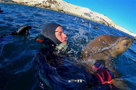 2023 Snorkeling With Sea Lions By Madryn Buceo Reserve Now