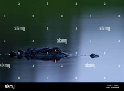 Alligator at night with flash illuminated eyes Stock Photo - Alamy