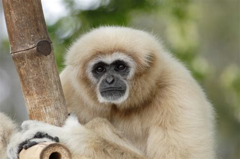 White Handed Gibbon Honolulu Zoo Society