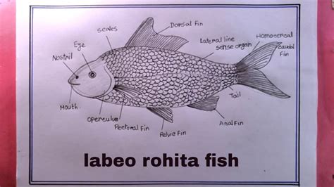 How To Draw Labeo Rohita Fish Easy Biology Drawing Rohu Fish Drawing