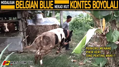 Dengan Modal Pedet Belgian Blue Pemuda Ini Nekad Mau Ikut Kontes Appsi