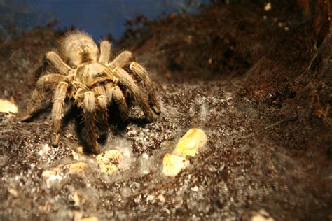 Big Tarantula Stock Photo - Download Image Now - 2015, Animal, Animal ...