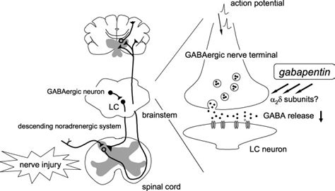 Gabapentin Mechanism Of Action / Pregabalin Springerlink - In vitro ...