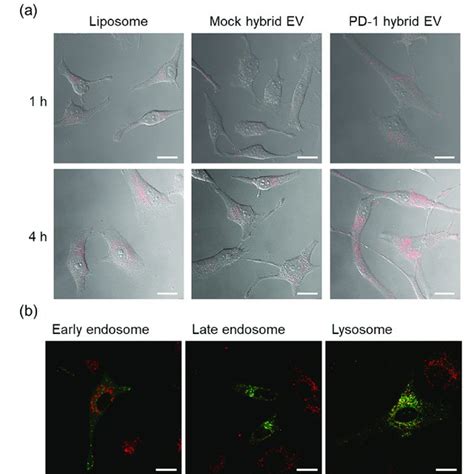 Intracellular Uptake And Organelle Localization Of Pd 1 Hybrid Evs