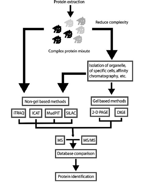 Schematic Representation Of The Different Approaches Used In Proteomic