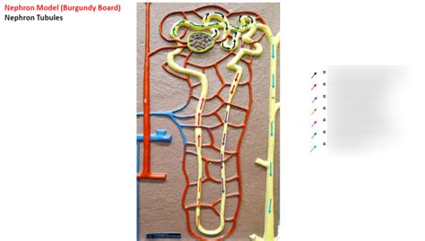 35- nephron tubules Diagram | Quizlet