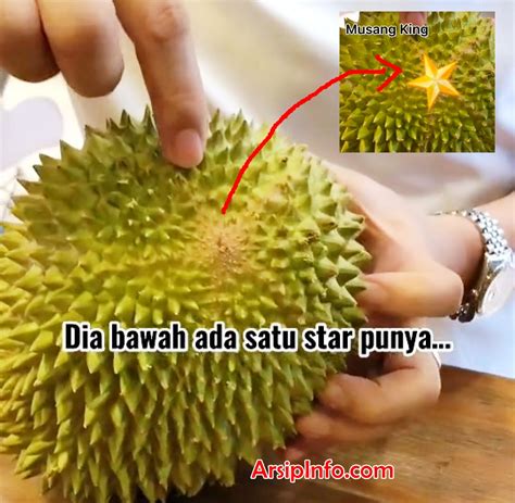 Ciri Ciri Bentuk Daun Durian Musang King Kenali Ciri Ciri Bibit