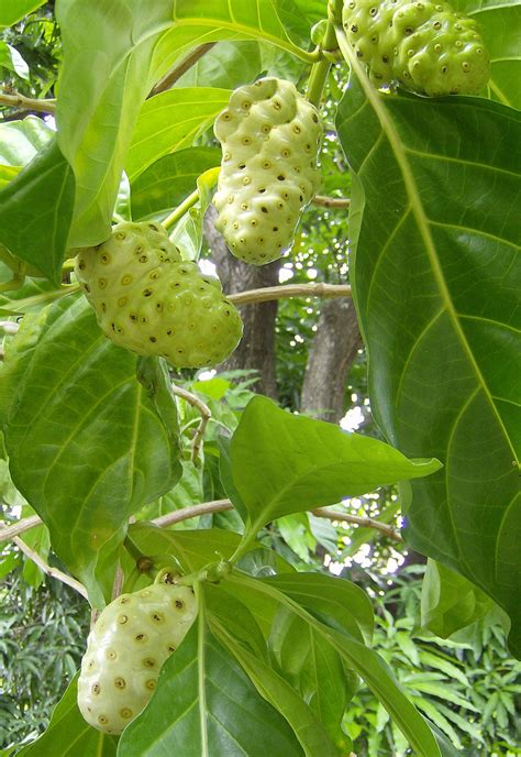 Variety Of Plants Kenali Pokok Mengkudu Digunakan Sebagai Ubat