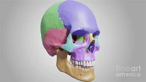 Human Skull Photograph By Medical Graphics Michael Hoffmann Science