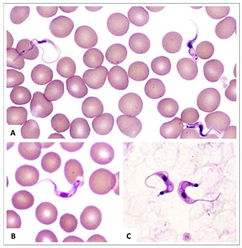 Atlas Of White Blood Cells