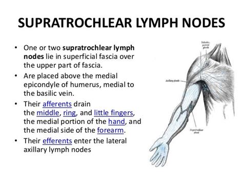 Anterior Compartment Of Arm And Cubital Fossa