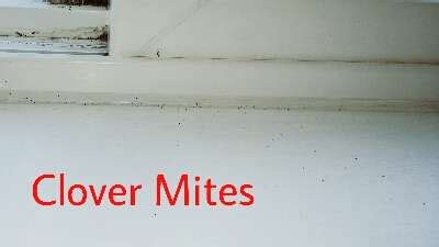 Tips for Clover Mites - Pest Control Boise - 100% Guaranteed | Alpha ...