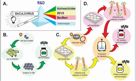 Biofábricas Sistema baculovirus larvas de insectos NANOBIOTEC