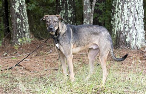 Shepherd Mixed Breed Mutt Dog Pet Adoption Photo Stock Photo Image Of