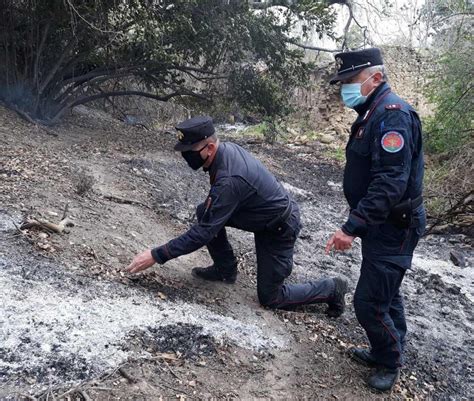 Grigliata Innesca Incendio Bruciati 4mila Metri Quadrati Di Bosco Sul