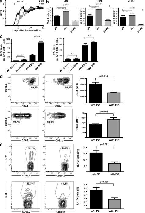 Pparγ In T Cells Controls Cns Autoimmunity And Restricts Th17