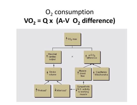 Myocardial Oxygen Supply Demand Flashcards Quizlet