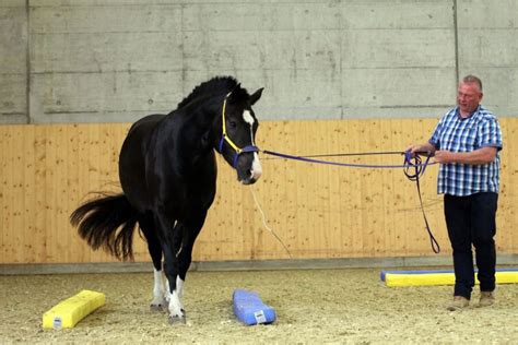 Pferdetrainer Michael Geitner Offizielle Seite