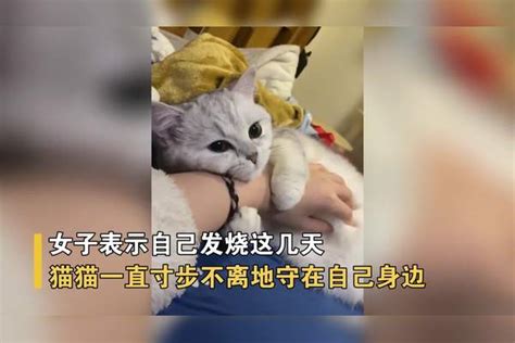 女子感染新冠卧床发烧，猫猫瞬间长大守在身边寸步不离：它都懂