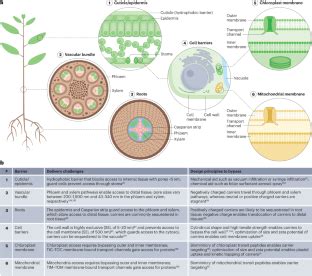 纳米技术在植物基因工程中的新兴作用 Nature Reviews Bioengineering X MOL