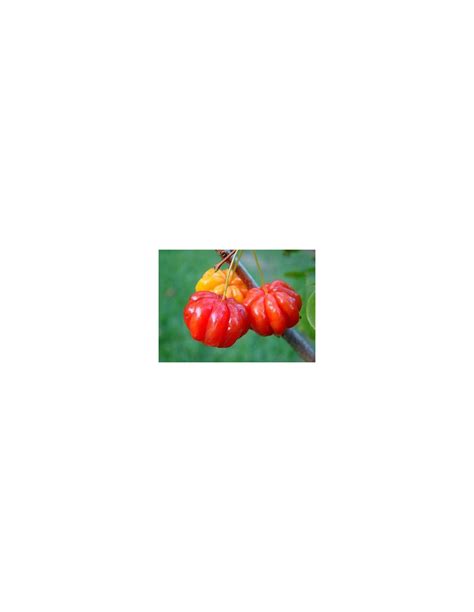 Spicy Pitanga Eugenia Uniflora Cerezo Del Surinam 1 Arbolito En Venta