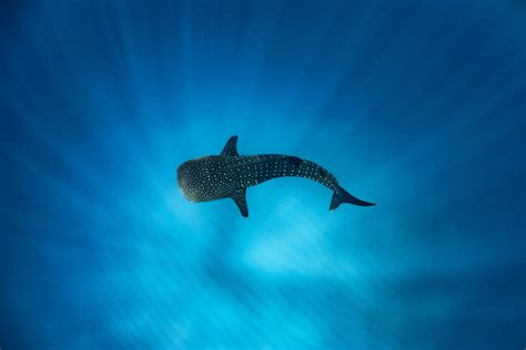 Experience Swimming With Whale Sharks At Sal Salis