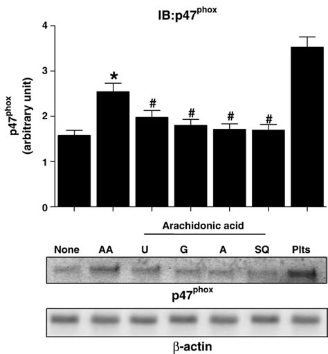 Translocation Of P Phox Washed Platelets Platelets Ml