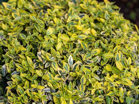 Trzmielina Fortune A Emerald N Gold Euonymus Fortunei Emerald Gold